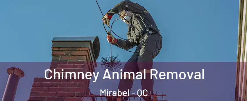 Chimney Animal Removal Mirabel - QC