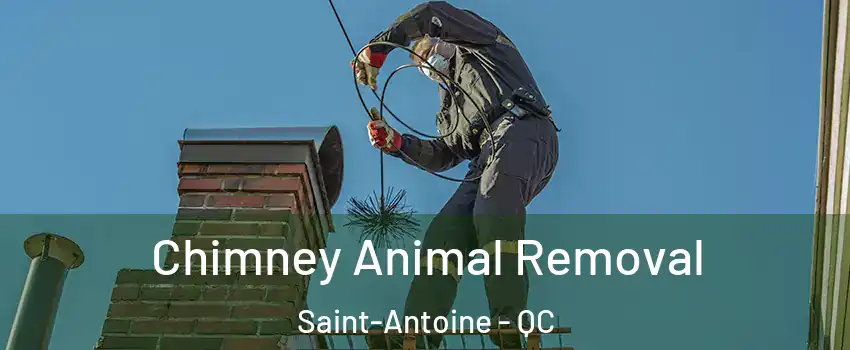 Chimney Animal Removal Saint-Antoine - QC