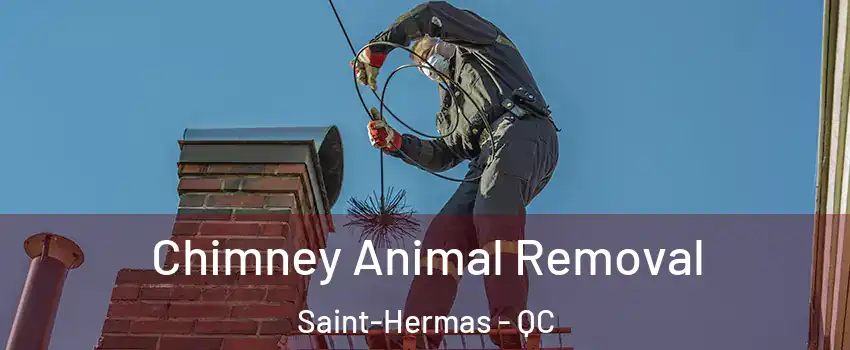 Chimney Animal Removal Saint-Hermas - QC