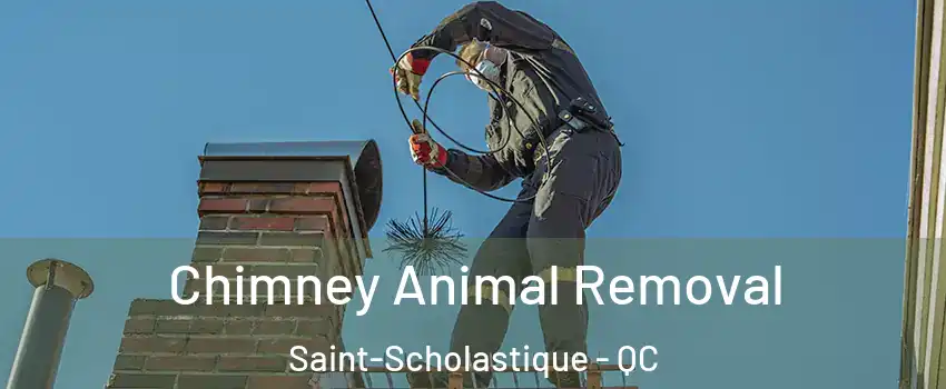 Chimney Animal Removal Saint-Scholastique - QC
