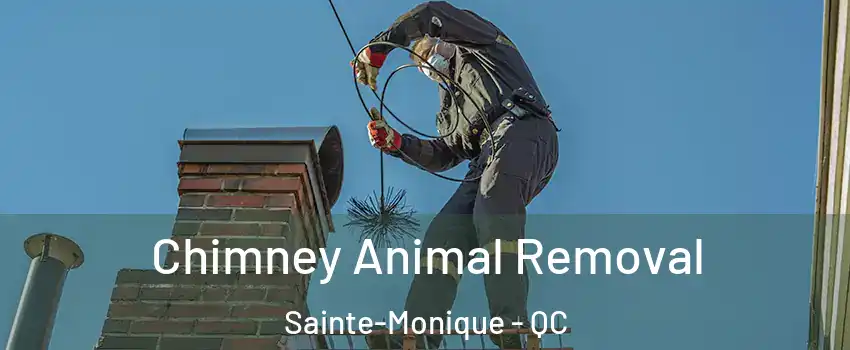 Chimney Animal Removal Sainte-Monique - QC